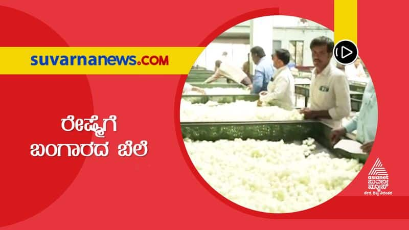 Increased Demand High Price Bring Smile on Kolar Silk Farmers Face  hls