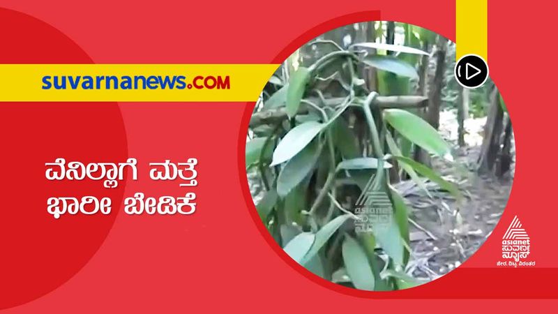 Uttara Kannada High Demand For Vanilla But Plant Disease Leaves Farmers Helpless hls