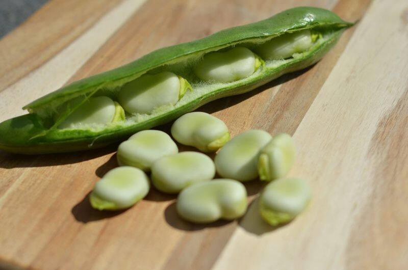 Unknown health advantages of broad beans 