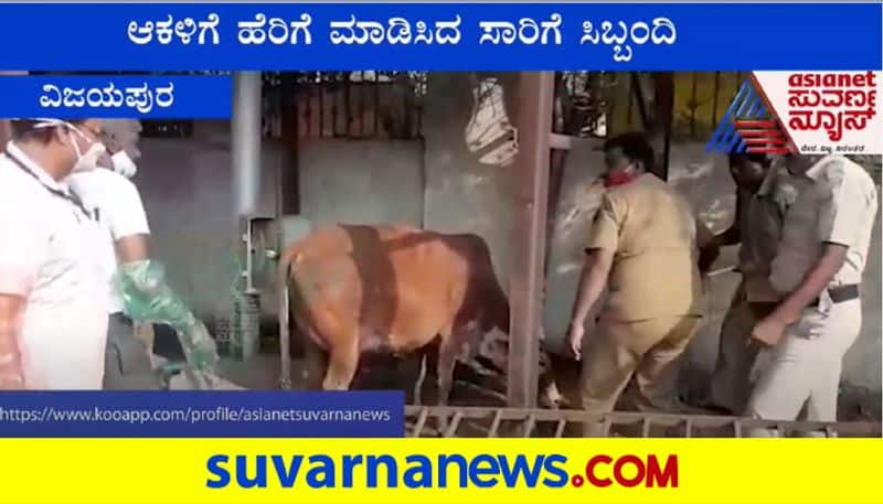 Vijayapura Sarige Workers Help Cow Giving Birth To Calf in Bus Station mnj