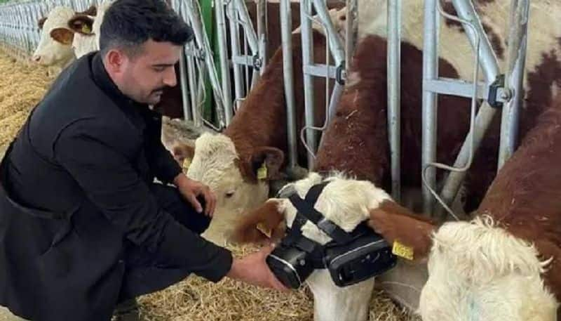 farmer using virtual reality goggles in his cows