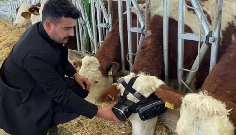 farmer using virtual reality goggles in his cows