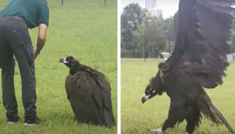 Vulture tried to fly but failed