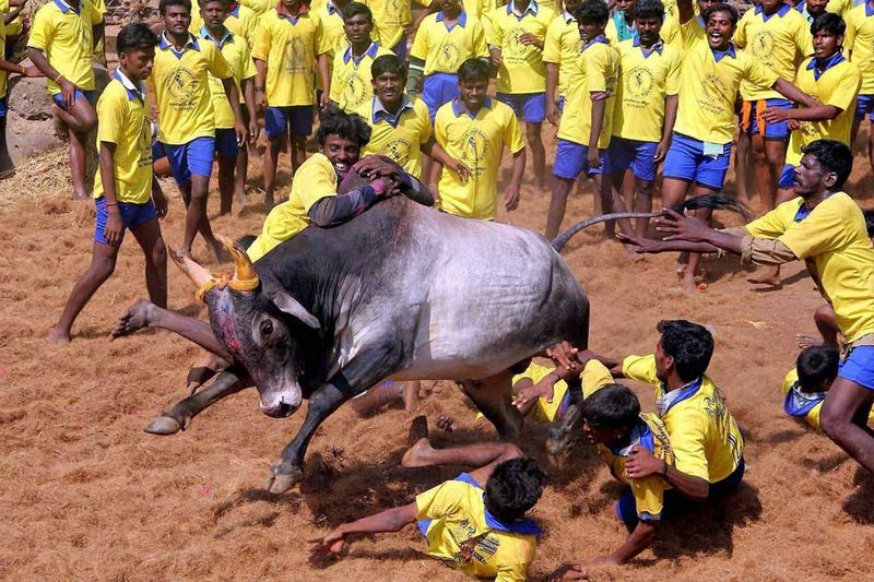 palamedu jallikattu updates