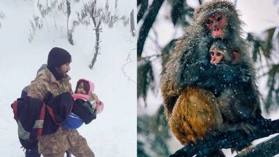 Murree snowfall: मौसम विभाग ने alert तक जारी नहीं किया, लोग रोते रहे; पर होटलों को सिर्फ कमाई की पड़ी थी