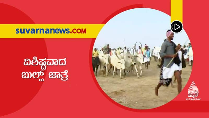 Tribal Communities Observe Bulls Festival in Chitradurga hls