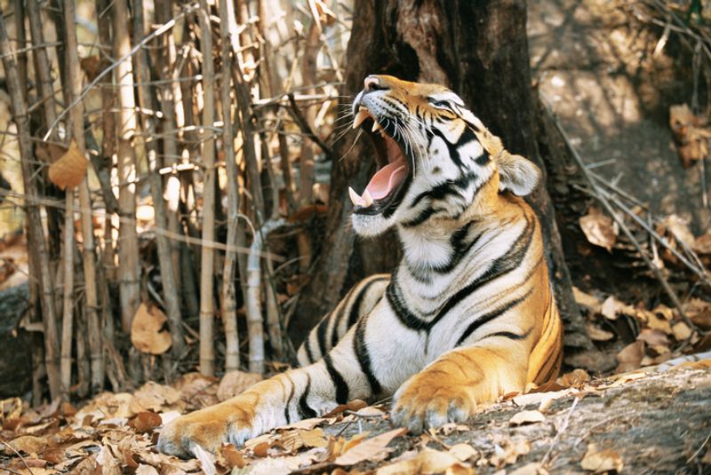 wildlife MP 13 tigers claws 2 canines recovered from Bandhavgarh three arrested drb