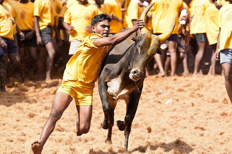 The police have imposed conditions on cow handlers for the Avaniyapuram jallikattu competition KAK