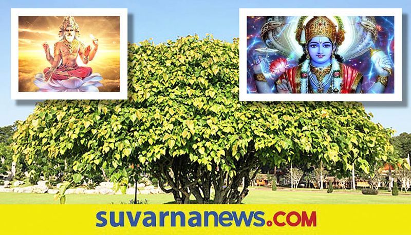 Spiritual Significance of Peepal Tree skr