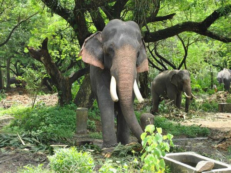 theppakadu elephant camp temporarily closed 6 days for president Droupadi Murmu visit in nilgiris district