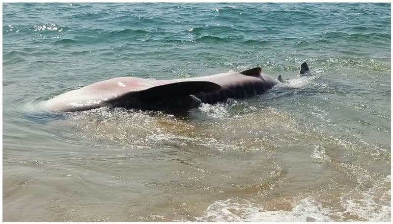 Thiruvananthapuram fishermen release whale shark back into sea