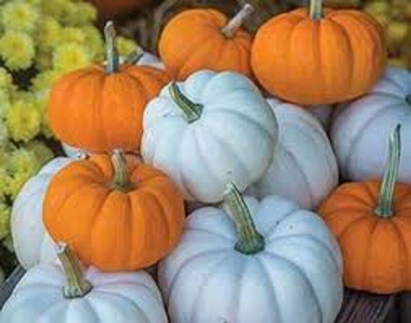 Here are the 6 health benefits of pumpkin