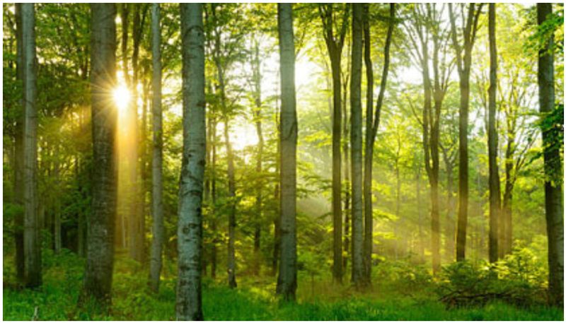 44 million trees in 90 countries 73300 species National Academy of Sciences journal Report mnj