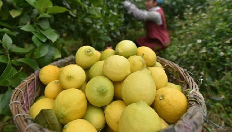 Lemon Price Increase Due to Summer Season in Hubballi grg