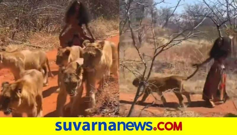 woman casually roaming around in a jungle with six lionesses video goes viral akb