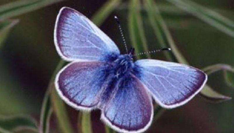 Xerces blue butterfly found after 80 years