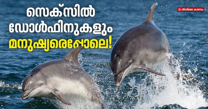 female dolphins have large and well developed clitorises New Study