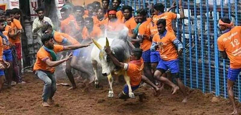 Madurai Avaniyapuram jallikattu