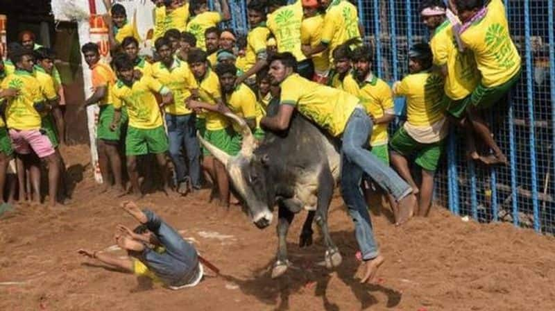 Madurai Avaniyapuram jallikattu