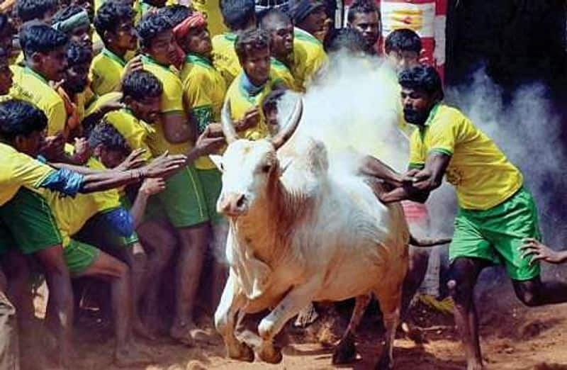 Mattu pongal 2023 : jallikattu 2023 Date alanganallur jallikattu 2023 Event full details here