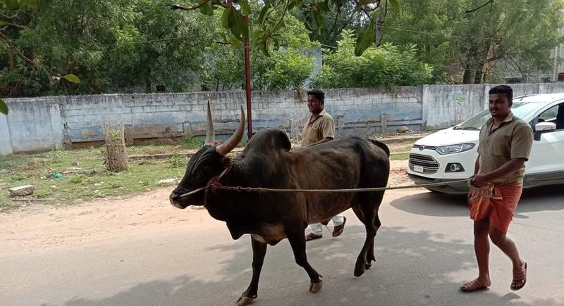 jallikattu postponed for security purpose in pudukkottai