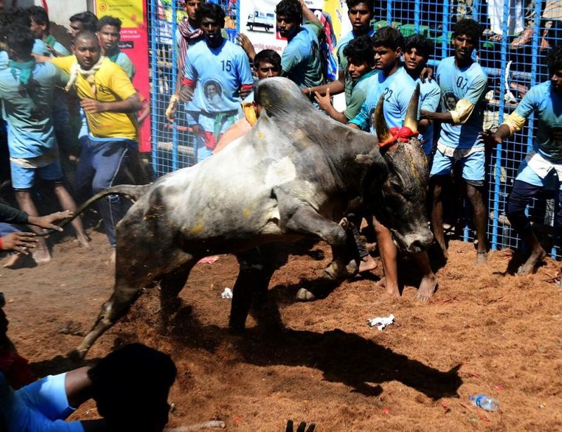 Jallikattu 2024 : Famous places for jallikkattu in tamilnadu Rya