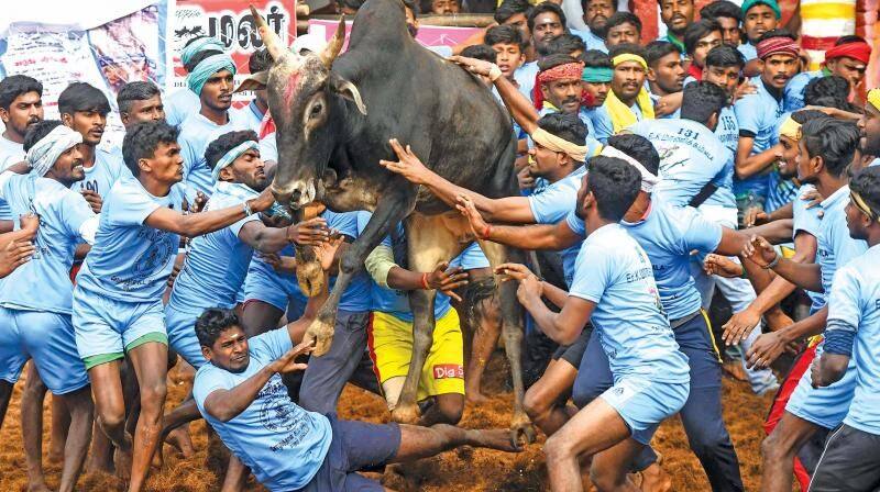 palamedu jallikattu updates