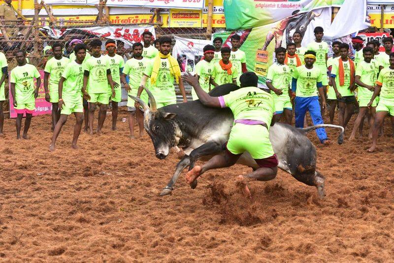 palamedu jallikattu updates