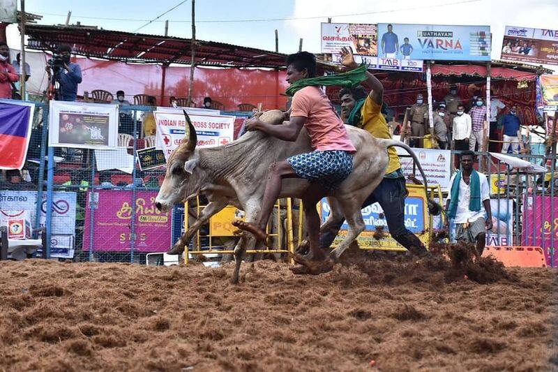 palamedu jallikattu updates