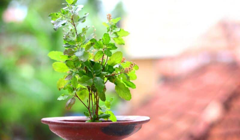 Tulsi plant Vastu Shastra tips for your home