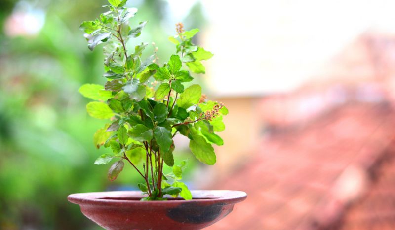 Tulsi plant Vastu Shastra tips for your home