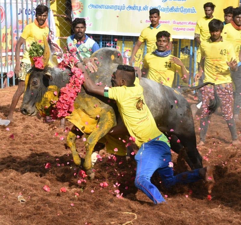 TN Govt said Jallikattu will be held in 2023 as planned