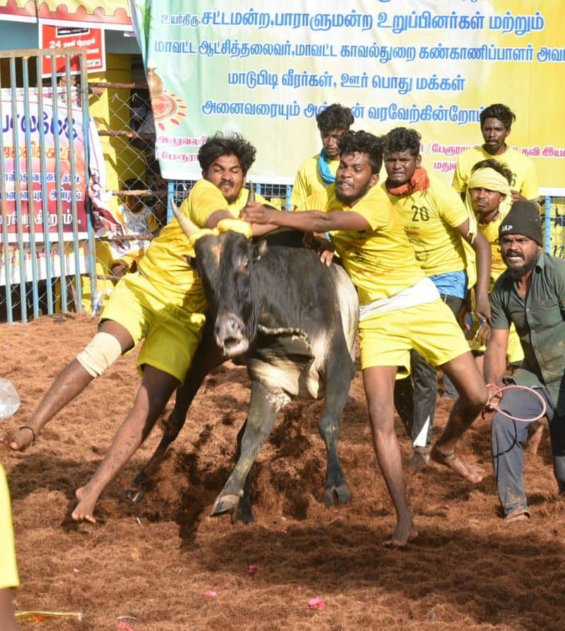 palamedu jallikattu interesting points