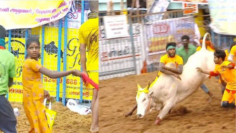 palamedu jallikattu interesting points