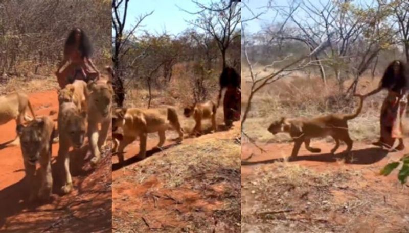 Woman casually walks with 6 lionesses in jungle