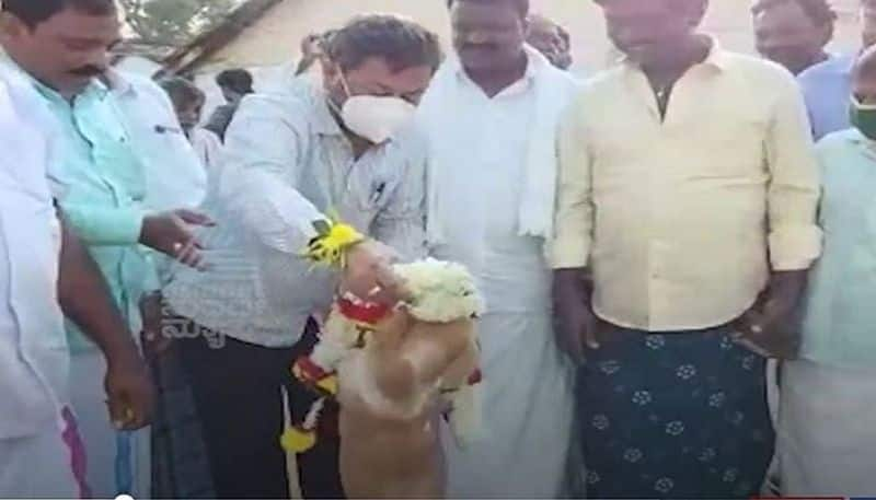 Honnali MLA MP Renukacharya shows love towards dog rbj