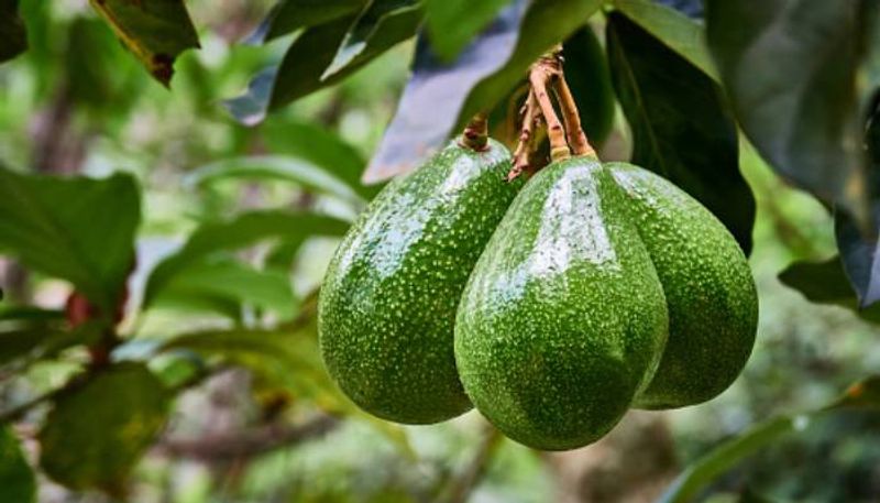 Vigilante groups formed to protect avocado farms