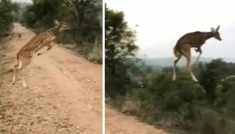 video of this flying deer went viral