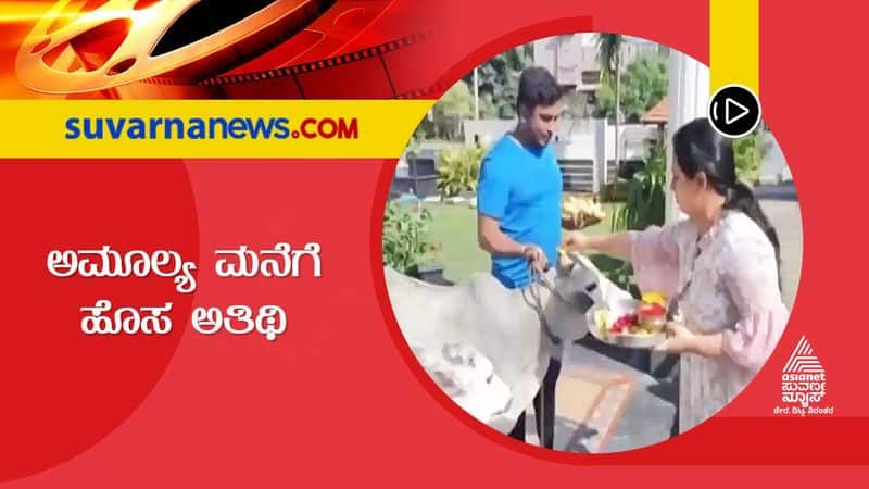 Kannada actress Amulya welcomes cow and calf home on Sankranti festival vcs