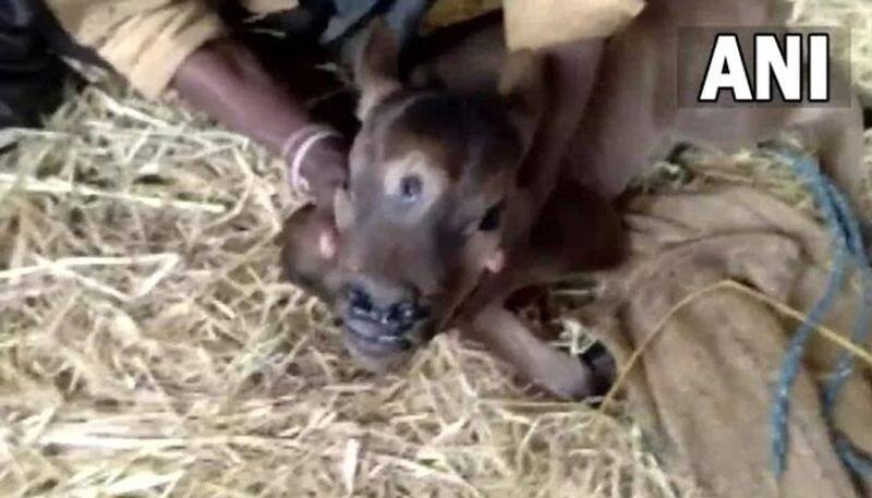 three eyed calf born to a farmers cow in chhattisgarh