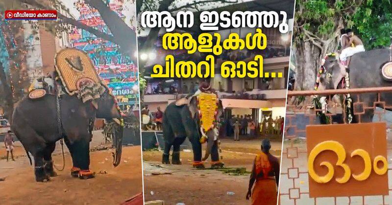 Elephant goes violent in Thrissur