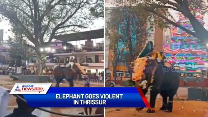 Elephant turns violent during Thaipooya festival in Kerala (viral video)