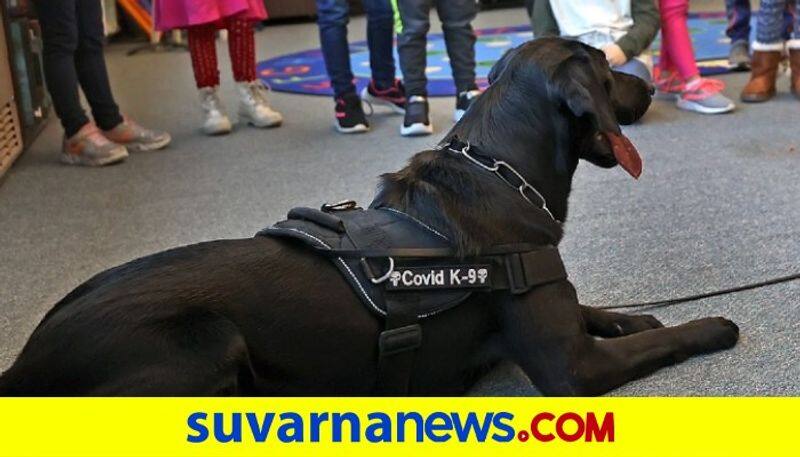 Trained dogs deployed in US Massachusetts schools to sniff out Covid 19 among Students mnj