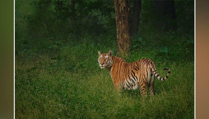 People of Mudigere taluk villages scared of tiger in Chikkamagaluru district hls