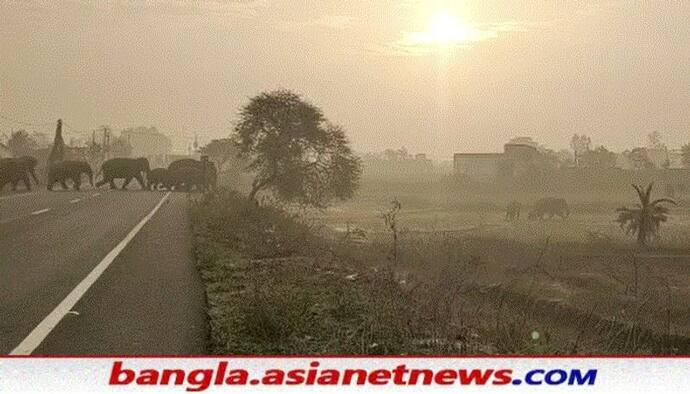 Elephants in Bankura: রাস্তা হারিয়ে দিশেহারা ১০ দাঁতাল, দাপিয়ে বেড়াচ্ছে লোকালয়ে, সতর্ক করল বনদফতর