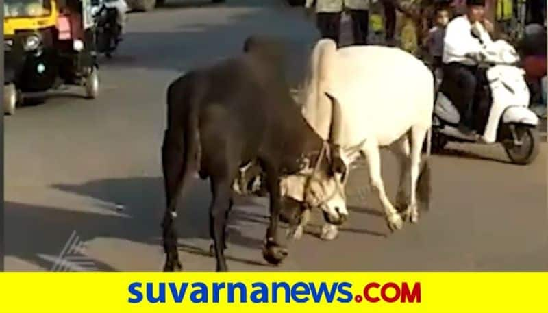 Vijayapura Two Bulls Lock Horns on Mid-Road Video Goes Viral akb