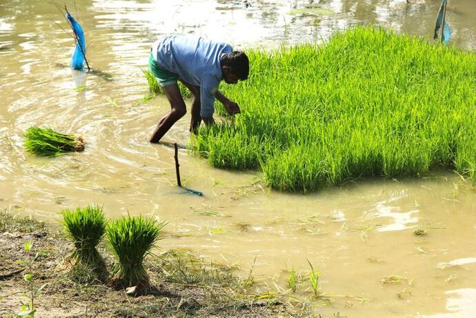 ৩ টি কিস্তির বদলে এবার ৪ টি কিস্তি,৬ হাজারের পরিবর্তে ৮ হাজার,ইউনিয়ন বাজেটে কৃষকদের জন্য আসতে পারে নয়া চমক