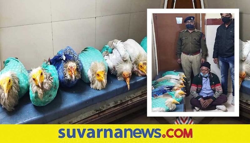 Egyptian vultures Smuggler arrested at Khandwa Railway Station in Madhya Pradesh akb