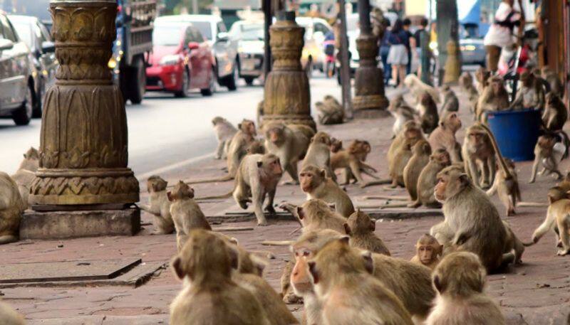 sugar addicted monkeys trash town in thailand