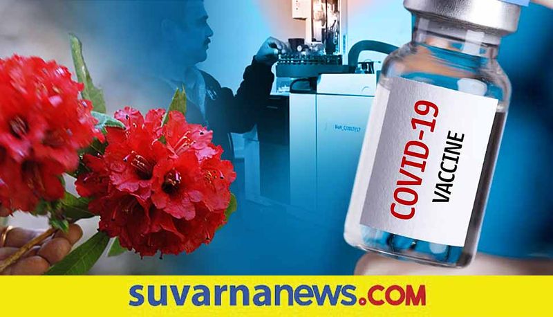 Can Himalayan Red Buransh cure Covid-19 Know about the truth about it